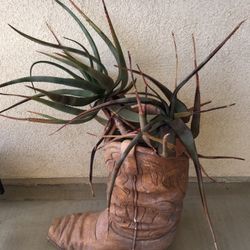 Cactus Plants Thirty Years Old Need New Home