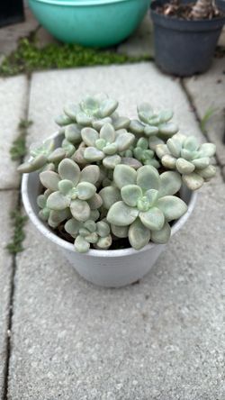 Graptopetalum Ellen Succulent Plant 6” Pot