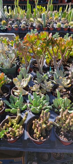 Assorted Succulents and Cacti in Pots
