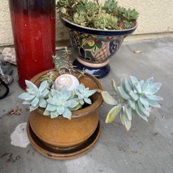 Succulent In Decorative terracotta Planter Other In ceramic Po