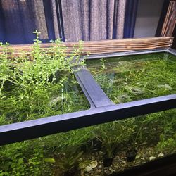 Aquariums  And Live Plants