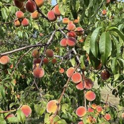 Yellow peaches Trees / Árboles de durazno amarillos $45 each 