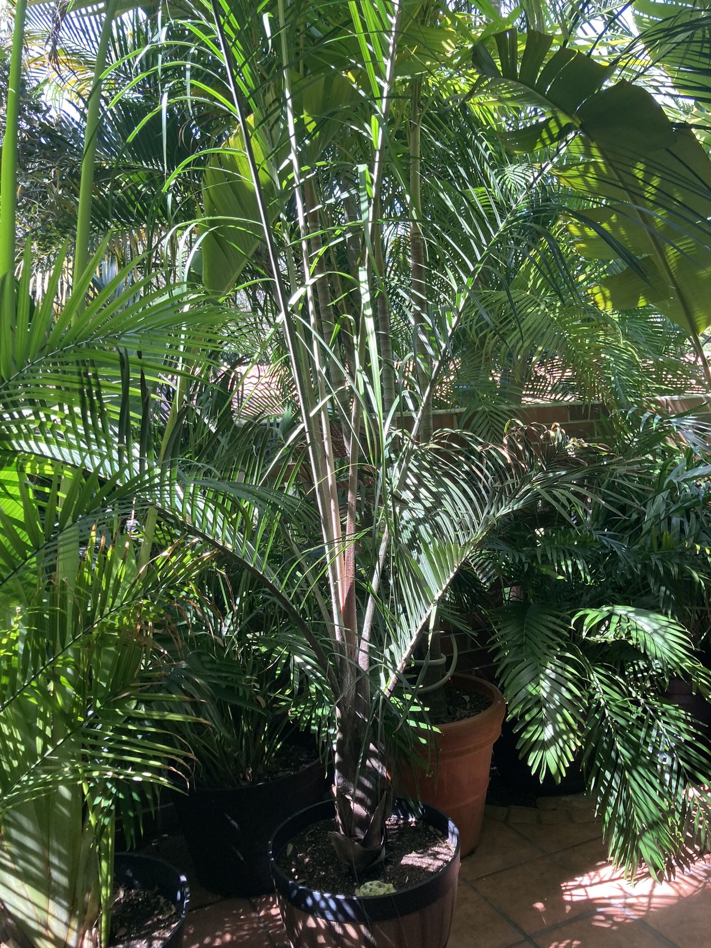 Triangle Palm