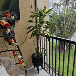 Large Real Dracaena Plant in Modern Black Planter