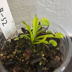 Rare HARD to find B52 Carnivorous Venus Flytrap