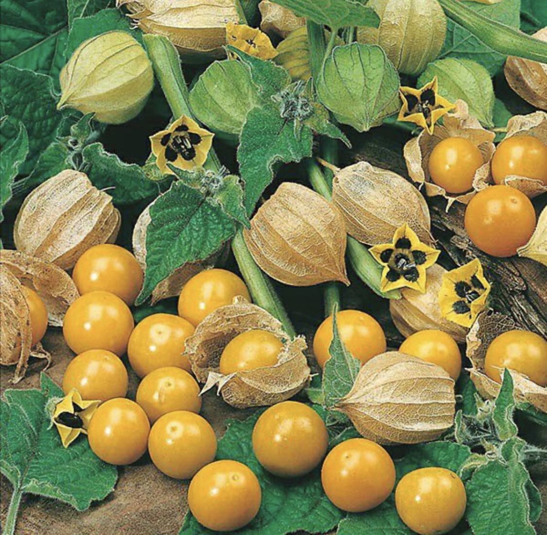 Cool Review About Golden Berry Plant For Sale