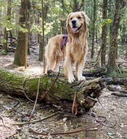 Biothane Dog Check Line In Black, Light Weight Dog Tracking Training Lead Line, Dog Training Drag Line, Long Line Leash