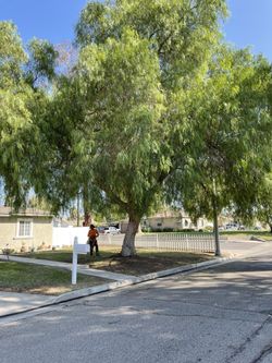 Tree - Palm Care