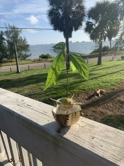 Plants avocados dragon fruit etc sale