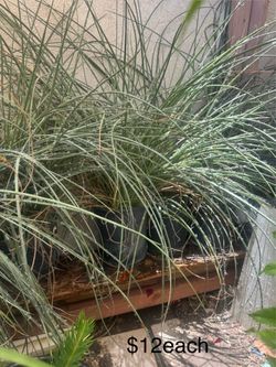 Desert plant