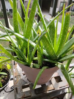 Aloe Vera plant