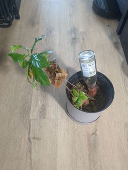 Two coffee plants and pots