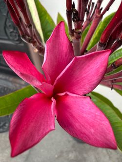 Blooming Plumeria Plant W3