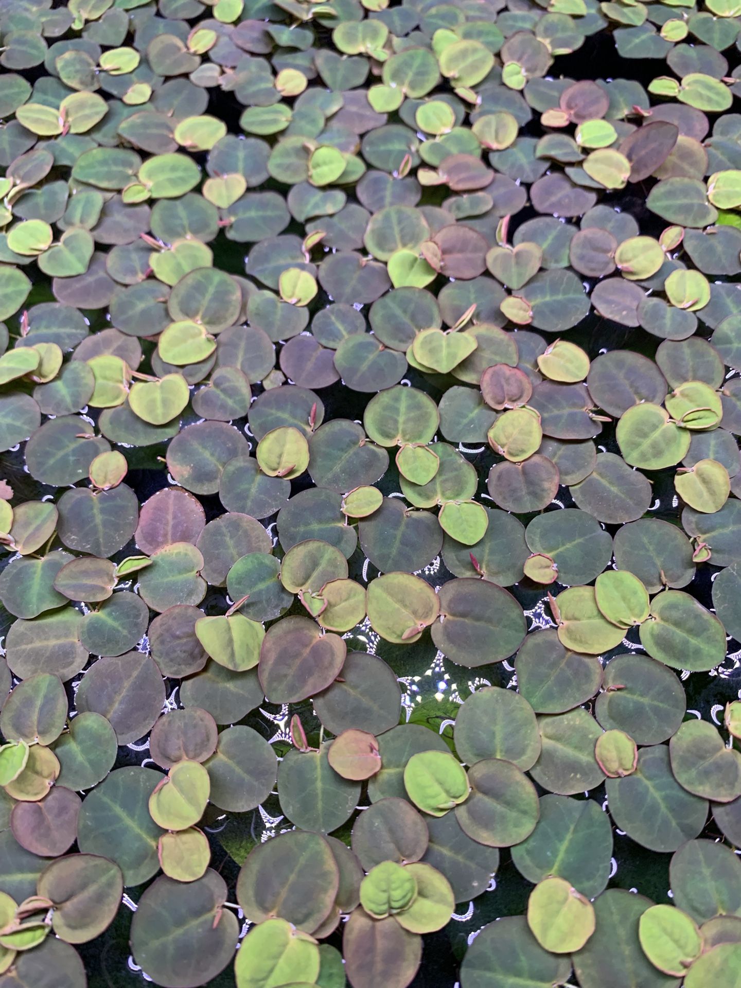 10 red root floaters plants 30+ Leaves with Free Shipping $11