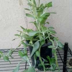planta de oreja  de benado