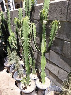 Cactus euphoria 5gln 4ft