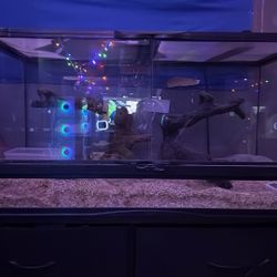 40 Gallon 
