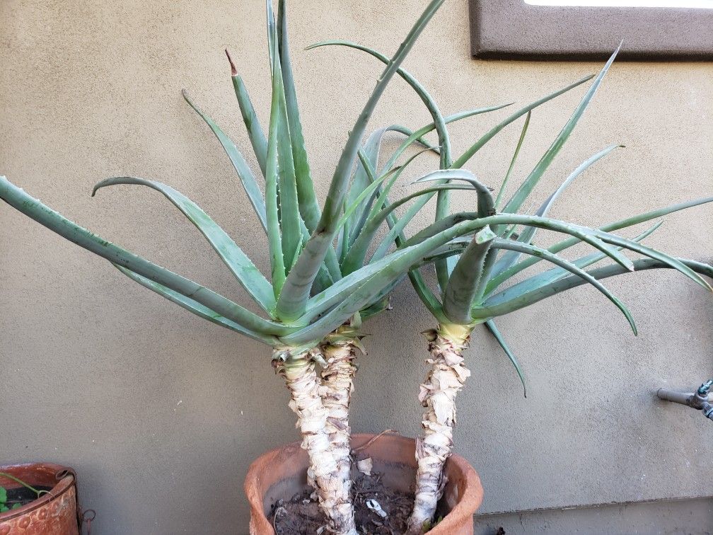 Aloe Vera - Sanilac- Succulents