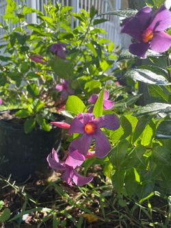 Purple Mandevilla