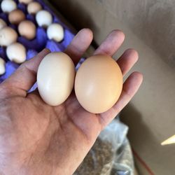 Eggs 