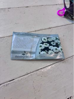 Outsidepride White Verbena Seeds for Planting - 1000 Pcs. Annual, Drought Tolerant & Easy to Grow, Ground Cover with Fragrant & Vibrant Blooms for Win