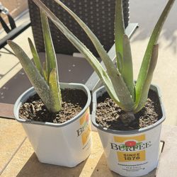 Aloe Vera Plants 2 Pieces $6