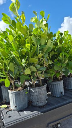 Clusias Plants About 4 feet Tall. Instant privacy