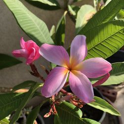 Plumerias