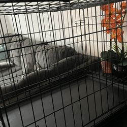 Medium Dog Cage
