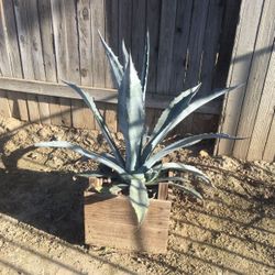 Agave Plant In Wood Box Succulent 