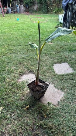 Banana plant