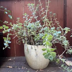 Eucalyptus In Ceramic Pot 