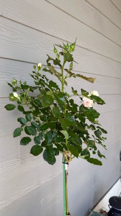 Extremely rare tree rose- Pompon Veranda Large plant in 5 gallons pot It’s blooming   Price is firm Pick up only