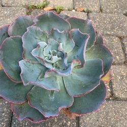 Succulent Echeveria Blue Waves Plant 