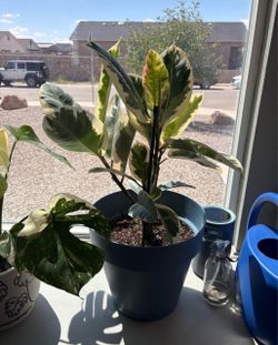 Variegated Plant Ficus Elastica