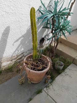 Cactus plant