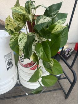 Pothos