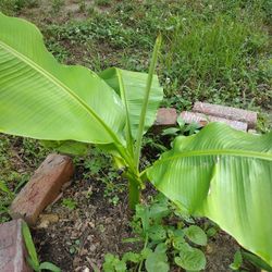 Banana Plant