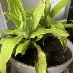 Very nice plant  potted!   Please 