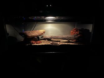 Reptile Terrarium Tank with Light and Decor