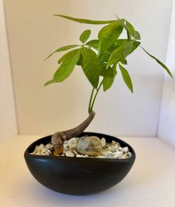 Money tree bonsai