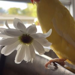 2 Birds, One Yellow Indian Ringneck Parrot, One Blue Parakeet, Comes With Cage And Little Toys For The Birds  Also