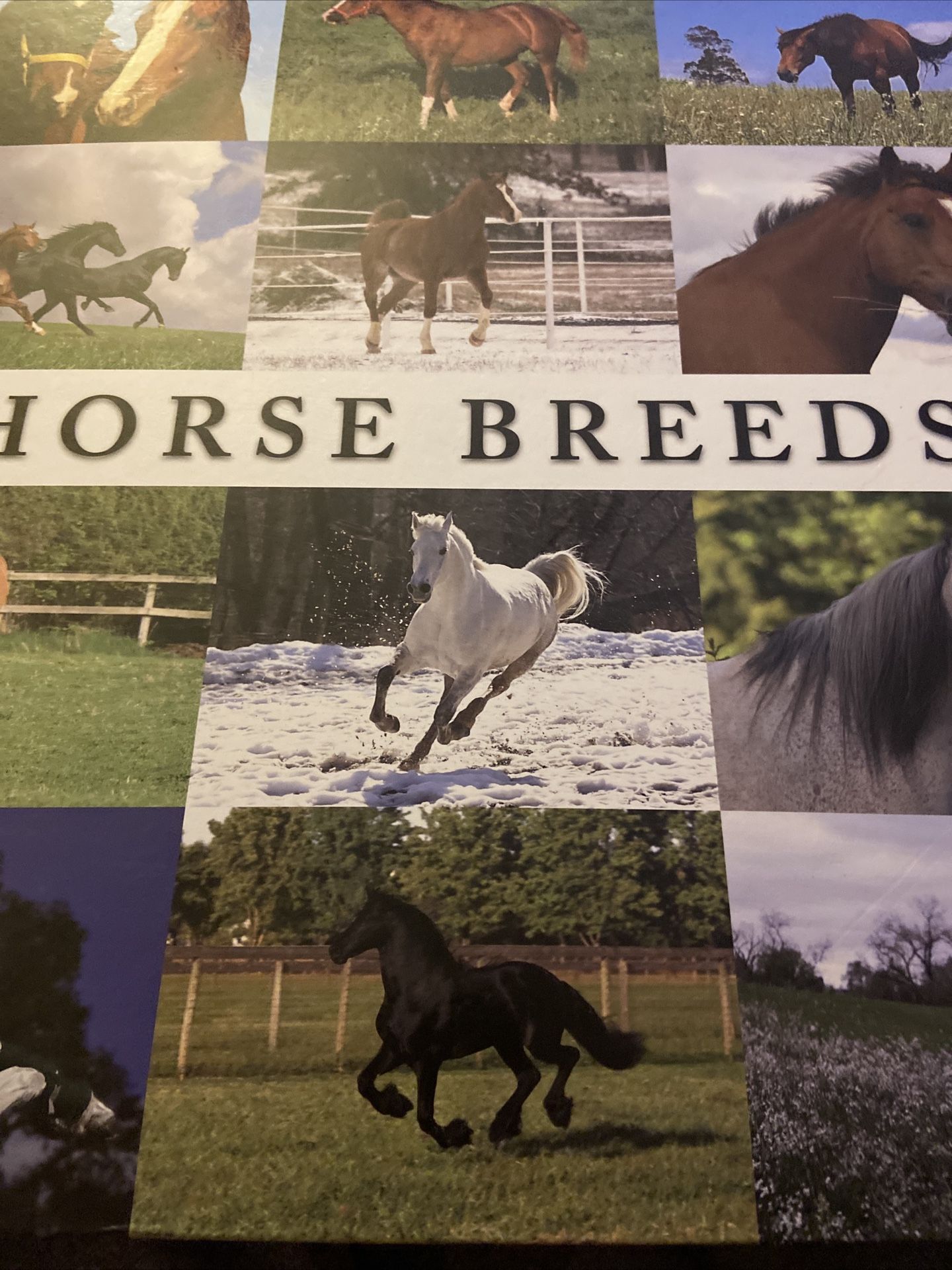 Horse Breeds Huge Book