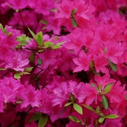 Azalea Plants 