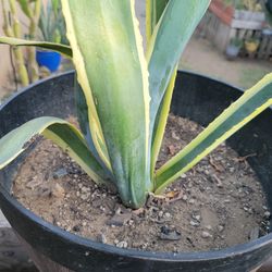 Agave Plant
