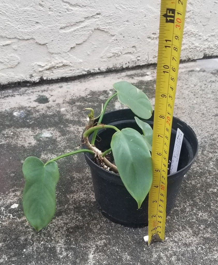 Golden Violin Philodendron Plant, Live