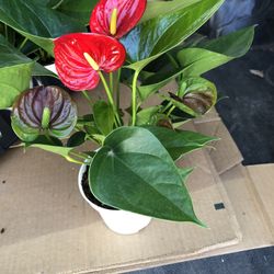 $6 Red Anthurium Plants “price Is Firm”