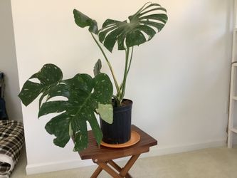 Monstera Deliciosa – Speckled Variegation, Large Mature Leaves