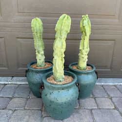🌵Totem Pole Cactus • Smooth Cactus • Spineless🌵