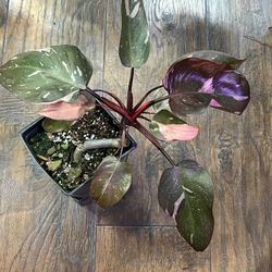 Pink Princess Philodendron (pls Read Description Below)
